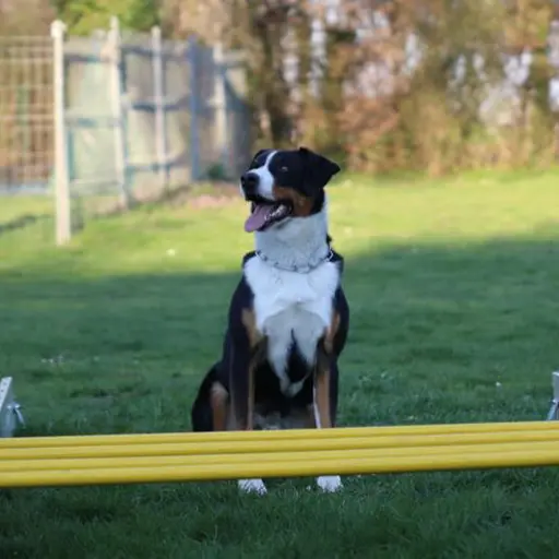 Hund Bild