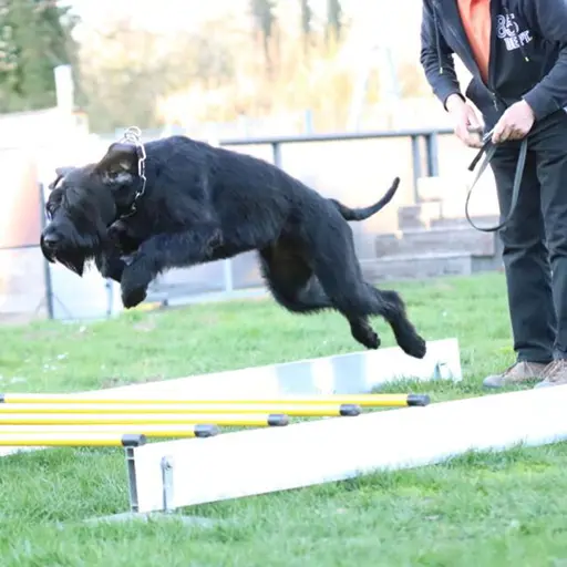 Hund