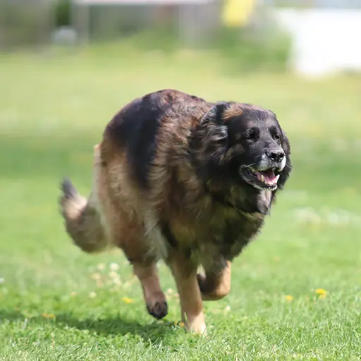 Hund Bild