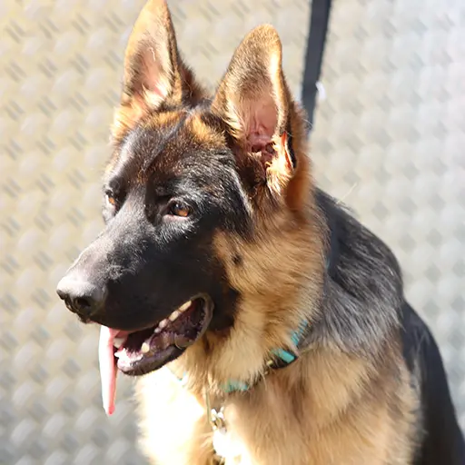 Schäferhund Bild
